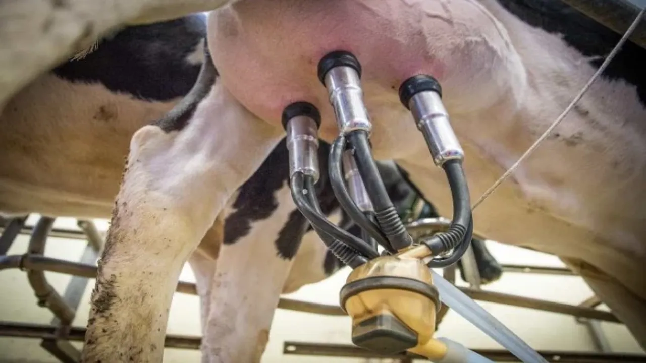 Kırsal Alanlara Destek: Süt Sağım Makinesi Hibesi Verilecek
