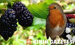 DUT YEMİŞ BÜLBÜL !....
