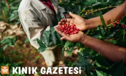 İbn-i Sina 'Bunu yiyen hasta olmaz' diyor! Günde bir kez tüketen doktor yüzü görmüyor