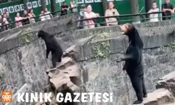 Kostümlü İnsan mı, Gerçek Ayı mı?