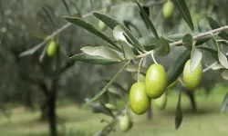 Zeytin Yaprağının mucize  Faydaları