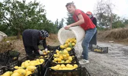 Hatay Valiliği, Limon Üreticilerine Destek İçin Harekete Geçti