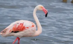 Onlarca flamingo İzmit Körfezi'nde yaşıyor