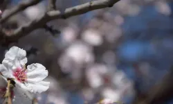 "Antalya'da Sıcaklık Artışıyla Badem ve Erik Ağaçları Çiçek Açtı"