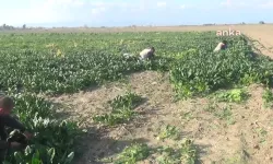 Kadirli'de ıspanaklarını satamayan  çiftçi ücretsiz dağıttı