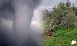 Zeytin Ağaçlarını Yerinden Söken Hortum Oluştu