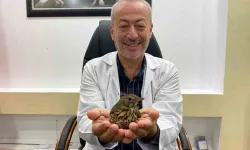 Hatay'ın Samandağ İlçesinde Nadir Görülen Öter Ardıç Kuşu, Hastane Bahçesine Düştü