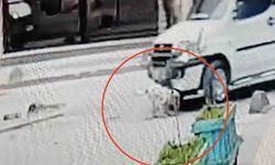 Çankırı'da  Ters Yöne Giren Sürücü Sokakta Oynayan Köpeği Ezdi
