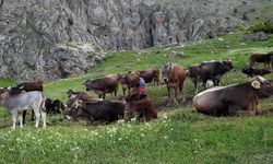 Çobanlık Maaşı 40 Bin TL, Ama Çoban Yok: Erzincan'da Hayvanlar Köylüler Tarafından Otlatılıyor