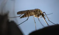 Deprem Bölgesinde Sivrisinek Sorunu Büyüyor
