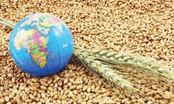 Buğday Fiyatları 2024: Stok Azalışı ve Ukrayna Kazanımlarıyla Artan Belirsizlikler"