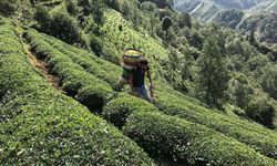Çaykur 2024 yaş çay sezonu başladı mı, fiyatı ne kadar?
