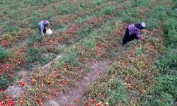 Adana'da Domates Üreticileri İsyanda: Tarlada 5 TL, Marketlerde 25 TL