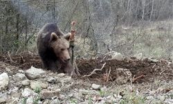 Kastamonu'da Korkutan Olay: Vahşi Hayvan Şantiyede Paniğe Neden Oldu