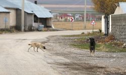 Sokak hayvanları yasasında son durum ne? Sahipsiz sokak hayvanları düzenlemesi Meclis'e geldi mi, ne zaman çıkacak?