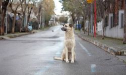 17 MADDELİK SOKAK HAYVANLARI YASASINDA SON DURUM NE? Sokak hayvanları yasası maddeleri nedir, çıktı mı? Sokak köpekleri - sokak kedileri uyutulacak mı? İşte son durum