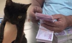 Osmaniye'de 60 bin lira ödüllü kedi ayağına geldi