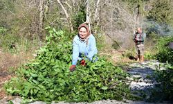 Osmaniye'den Dünyaya: Defne Yaprağının Yolculuğu Başladı