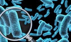 Salmonella Nedir ve Ölümcül Mü? Salmonella Nasıl Bulaşır ve Tedavi Edilebilir Mi?