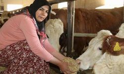 Rüyada Ahır Görmek Ne Anlama Gelir? Hayatınıza Hangi Mesajları Veriyor?