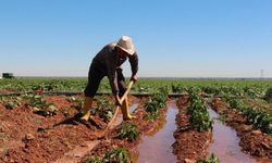Rüyada Tarla Sulamak Kazanca mı İşaret, Yoksa Uyarı mı?