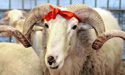 Kurban Pazarı Tuzak mı? Hayvanların Şişkin Görünmesinin Altında Ne Var?