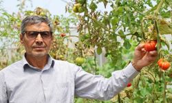DOMATES VE SALATALIKLA KAZANÇ KAPISI AÇILIR MI? ÜRÜNLERİNİ KENDİ SATTI PARA KAZANDI
