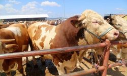 Kurban Bayramı 2025 Yılında Ne Zaman Başlayacak, Bayram Tatili Resmi Olarak Kaç Gün İlan Edildi, Kurban Bayramı Tatili Uzayacak mı, Bayram Günü Geri Sayım Takvimiyle Kaç Gün Kaldı?