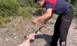 Osmaniye’de Doğal Gaz Kutusundan Yılan Çıktı! İtfaiye Harekete Geçti