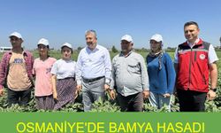 Osmaniye Bamya Üretiminde Türkiye Birincisi Oldu: 5 Bin 600 Tonluk Hasatla Üreticinin Yüzü Gülüyor