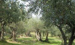Sadece Zeytin Ağaçları mı Tehlikede, Yoksa Türkiye’nin Ormanları, Meraları ve Tarım Alanları da Geri Dönülmez Bir Yıkıma mı Sürükleniyor?