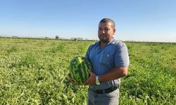 Kilosu 1 Liraya Düşen Karpuz, Çiftçiyi Neden Tarlayı Terk Etmeye Zorluyor?
