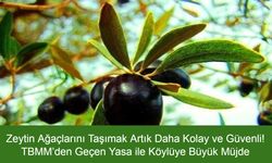 Zeytin Ağaçlarını Taşımak Artık Daha Kolay ve Güvenli! TBMM’den Geçen Yasa ile Köylüye Büyük Müjde