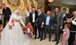 Düğünde Buzağı Hediyesi! Kastamonu’da Gelin ve Damat Simental Sürpriz Karşısında Şaşkına Döndü