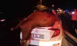 Karabük’te Yola Çıkan İnek Otomobilin Çarpmasıyla Telef Oldu, Sürücü Son Anda Kurtuldu
