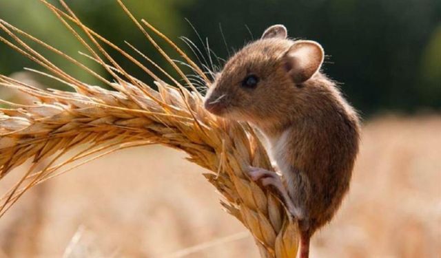 Erzincan İl Tarım ve Orman Müdürlüğü çiftçileri fare konusunda uyardı