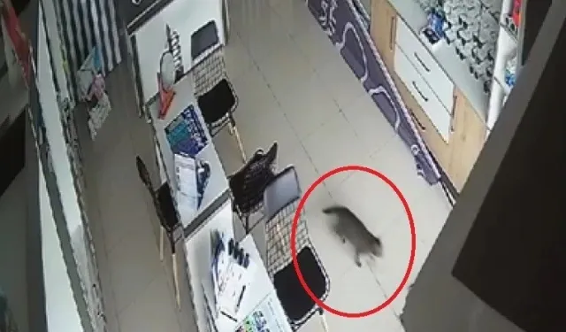 Isınmak İçin Tavana Giren Kedi, Düştü