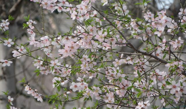 Sinop’ta şubat ayında şeftali ağacı çiçek açtı