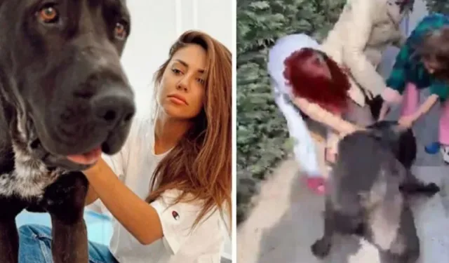 Banu Parlak’ın köpeği öldürmüşü, komik para cezası olay oldu