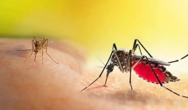 Bu Kokularla Sivrisineklerden Kurtulun: Yaz İçin Doğal Çözümler