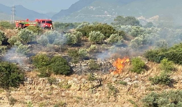 Osmaniye Düziçi'nde Anız Yangını Felaketi: Zeytin Bahçeleri Küle Oldu