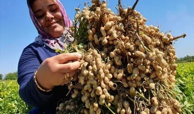 Üretimden Sofraya Osmaniye Yer Fıstığı Festival ile Dünya'ya Açılıyor