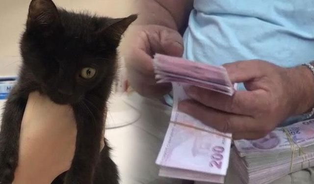 Osmaniye'de 60 bin lira ödüllü kedi ayağına geldi