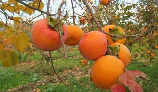 Rüyada Cennet Hurması Görmek Hayra mı Yoksa Uyarıya mı İşarettir?