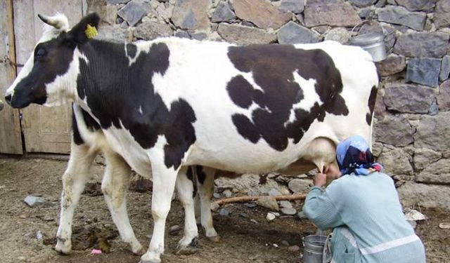 Rüyada İnek Sağmak Ne Anlama Gelir? Bolluk ve Bereket Mi?