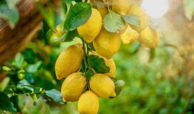 Rüyada Limon Ağacı Görmek Ne Anlatıyor? Aşk mı, Huzur mu, Başarı mı?