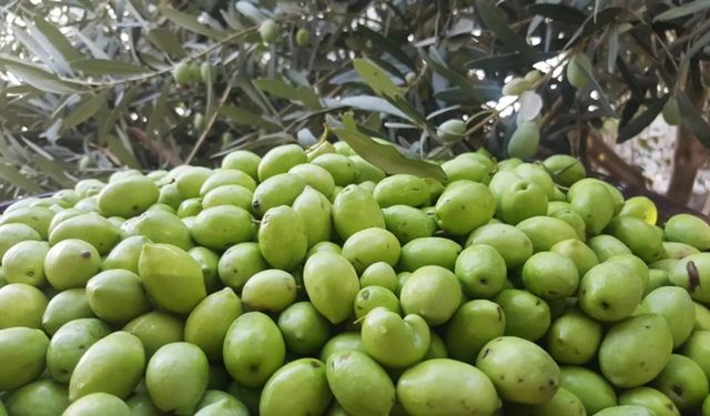 Rüyada Yeşil Zeytin Görmek Ne Türden Bir Bereketin Habercisidir?