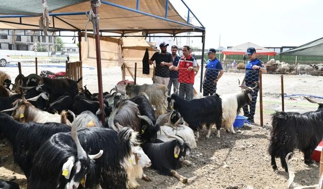 Osmaniye’de Kurbanlık Denetimi Sıklaştı: Sahtecilik ve Sağlık Riski İçin Uyarı!