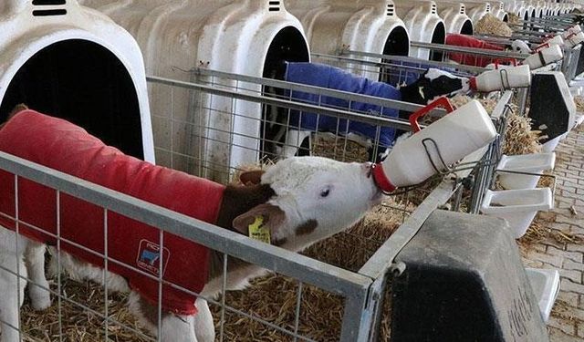 BUZAĞI DESTEĞİ ÖDEMELERİ HABERLERİ: 2025 Yılı 1. Dönem Buzağı Desteği Ödemeleri Yatırıldı Mı, Tarım ve Orman Bakanlığı Buzağı Destek Parası Ne Zaman Hesaplara Geçecek?