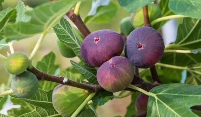 Doğal Viagra Etkisi Yapan Meyveleri Biliyor Musunuz? 50 Yaş Üstü İçin 9 Şaşırtıcı Seçenek!